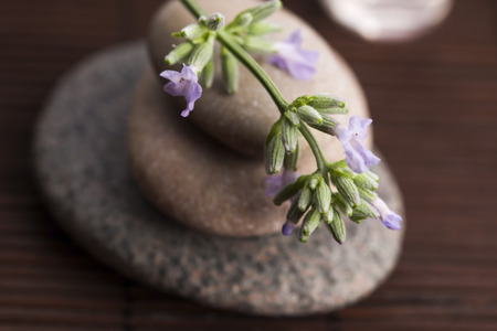 lavender spaの写真素材