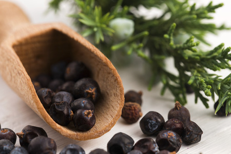 Juniper plant with berriesの写真素材