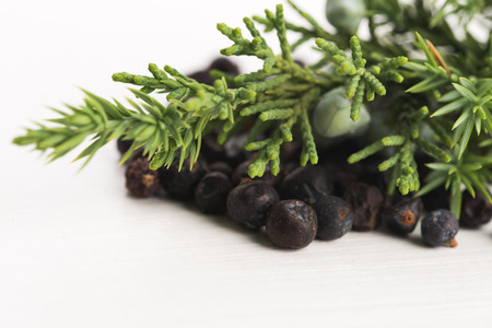 Juniper plant with berriesの写真素材