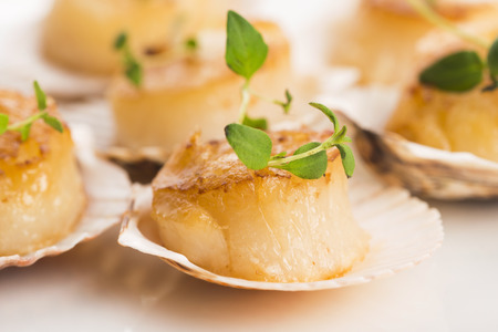 scallopsの写真素材