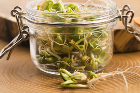 green young sunflower sprouts in the jarの写真素材