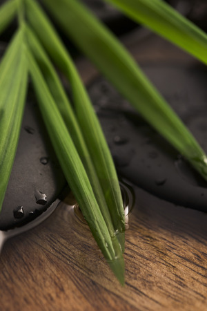 Spa still life, with green leaf, stones and waterの写真素材