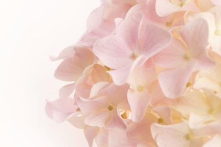 White hydrangeaの写真素材
