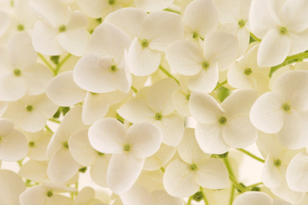 White hydrangeaの写真素材