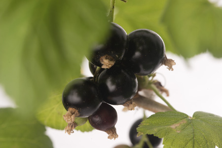 Blackcurrant fruit full of vitaminsの写真素材