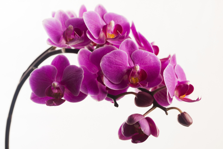 Purple orchid isolated on whiteの写真素材