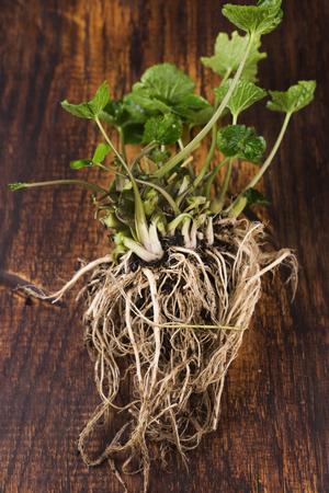 Wasabi roots