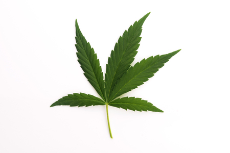 Cannabis leaf, marijuana leaf isolated on whiteの写真素材