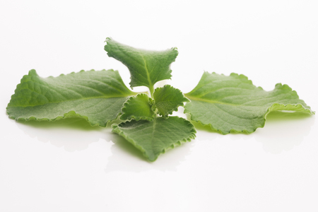 Plectranthus amboinicus or Mexican mint or Tiger`s ear plantの写真素材