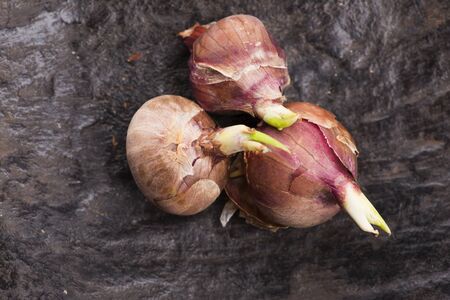 Tree onions, topsetting onions, walking onions or Egyptian onions Allium proliferum