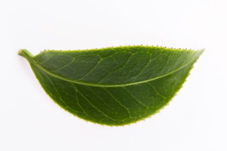 Green tea leaf isolated on white background