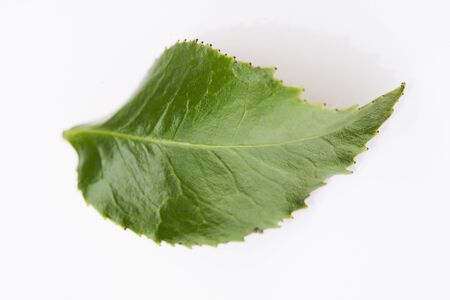 Green tea leaf isolated on white backgroundの写真素材