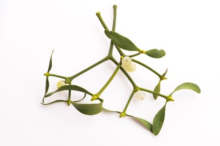 Mistletoe (Viscum album) isolated on white backgroundの写真素材