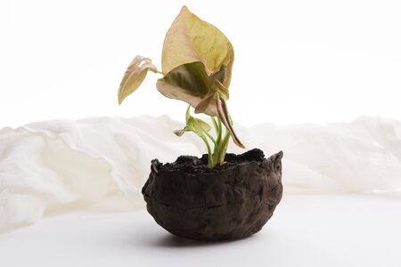 Small plant in pot on whiteの写真素材