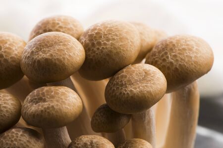 Brown beech mushrooms, Shimeji mushroomの写真素材