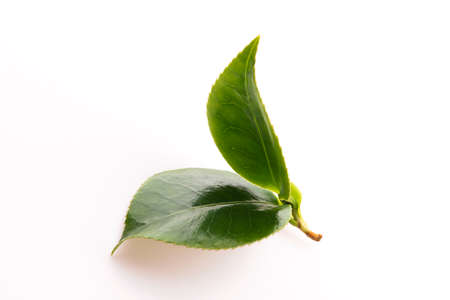 Fresh tea leaves on whiteの写真素材