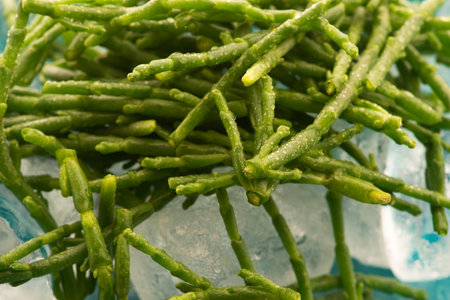Marsh Samphire or Common Glasswort Salicornia europaea