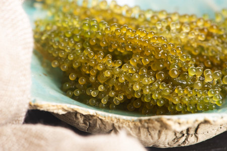 Caulerpa lentillifera seaweed is a species of bryopsidale green algaeの写真素材