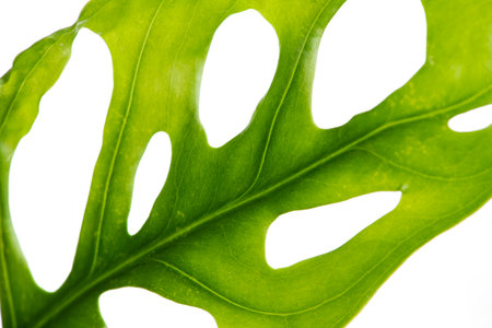 Monstera Leaf on White Background