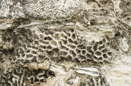 coral wall 