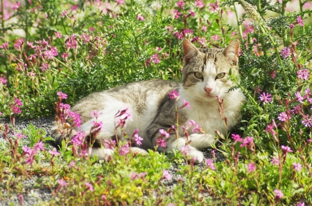 flower cat の写真素材