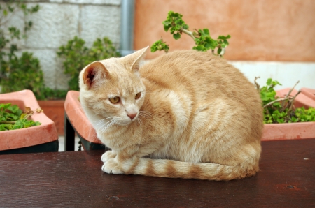 beautiful ginger catの写真素材