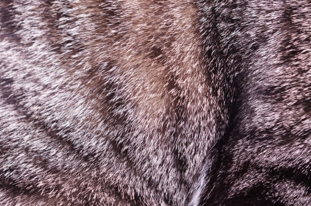 animal cat fur texture background macro close-up