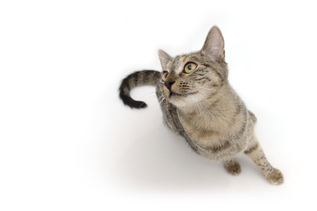 Tabby cat looking up and listening isolated on white backgroundの写真素材