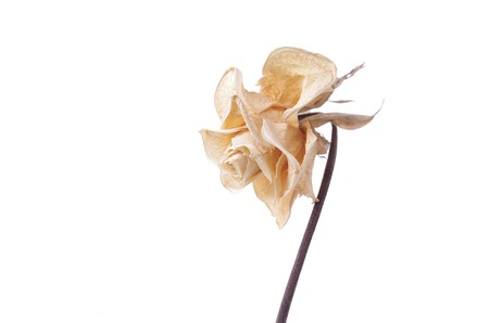 dry yellow rose head isolated on white backgroundの写真素材