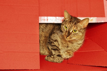Tabby cat peeking of a red paper boxの写真素材