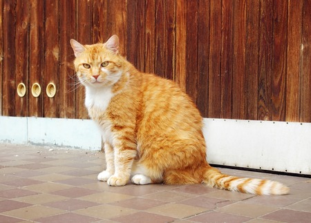 Beautiful ginger cat sitting by a wooden wallの写真素材