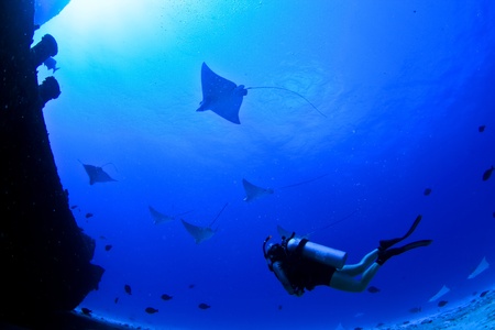 eagle rays and a scuba diver on a wreck in mexico