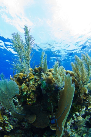 A tropical reef near the entrance to the famous blue hole, Belize.の写真素材