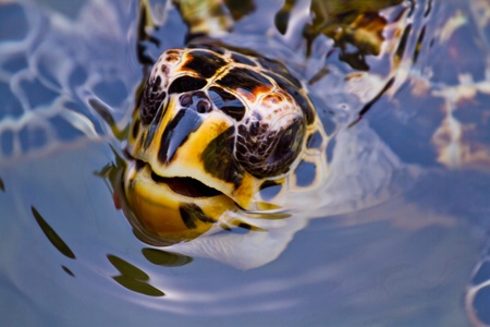 A hawksbill turtle in Honduras, Central Americaの写真素材