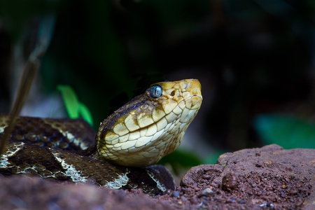 The Fer de lance is one of the largest and deadlyest snakes in Central America.の写真素材