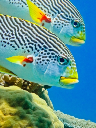 Diagonal banded sweetlip on Australia