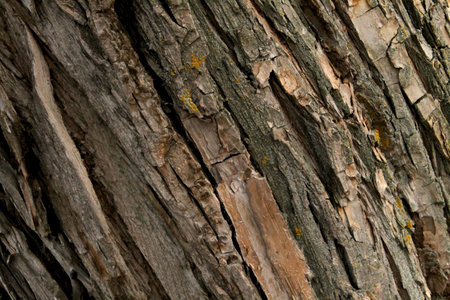 Close-up of the pattern and wood grain for the background.の写真素材