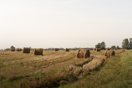 Harvesting. A haystack in a wheat field. Autumn landscape.の写真素材