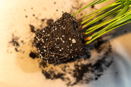 Transplanting a plant into a new pot. Spring care of indoor plants, transplantation of indoor...