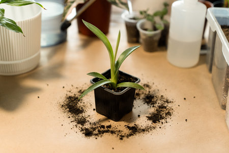 Transplanting a plant into a new pot. Spring care of indoor plants, transplantation of indoor...