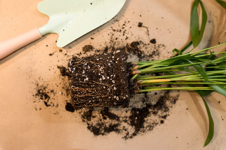 Transplanting a plant into a new pot. Spring care of indoor plants, transplantation of indoor...