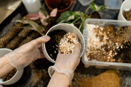 Transplanting a plant into a new pot. Spring care of indoor plants, transplantation of indoor...