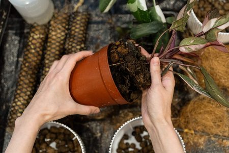Transplanting a plant into a new pot. Spring care of indoor plants, transplantation of indoor...
