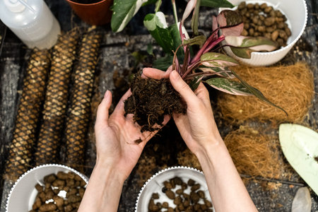 Transplanting a plant into a new pot. Spring care of indoor plants, transplantation of indoor...