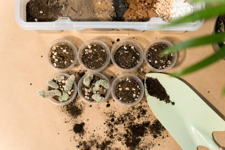 Transplanting a plant into a new pot. Spring care of indoor plants, transplantation of indoor plants. The awakening of indoor plants by spring. Caring for potted plants.の写真素材