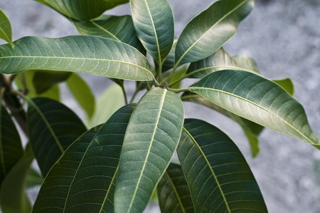 mango treeの写真素材