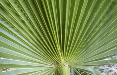 palm leafの写真素材