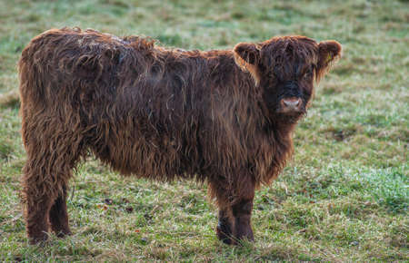 Scottish highland cow in its natural habitat.-