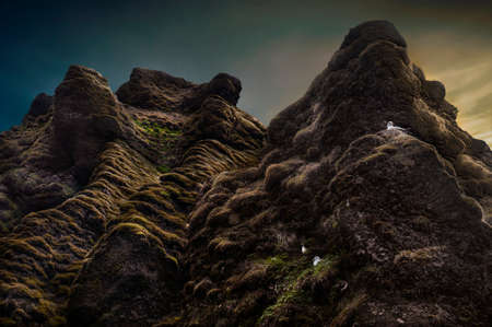 Seagull nest in Skogafoss Waterfall.の写真素材