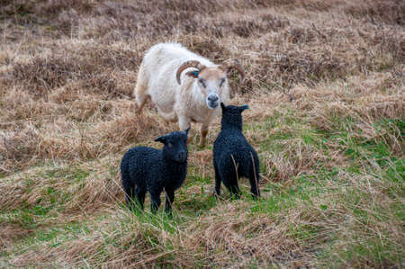 Icelandic lambs grazing on the farm.の写真素材